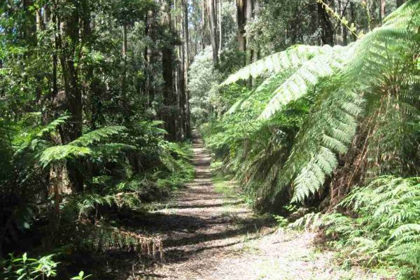 Out Doors Inc outdoors program to Toolangi Forest