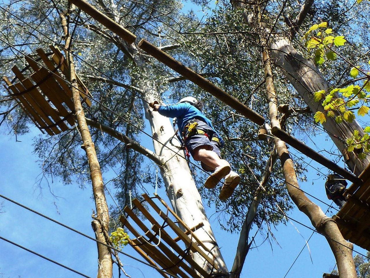 Out Doors Inc participants on a high wire trees program